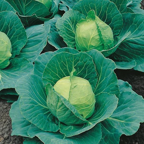 Cabbage golden acre x6 plug - ,