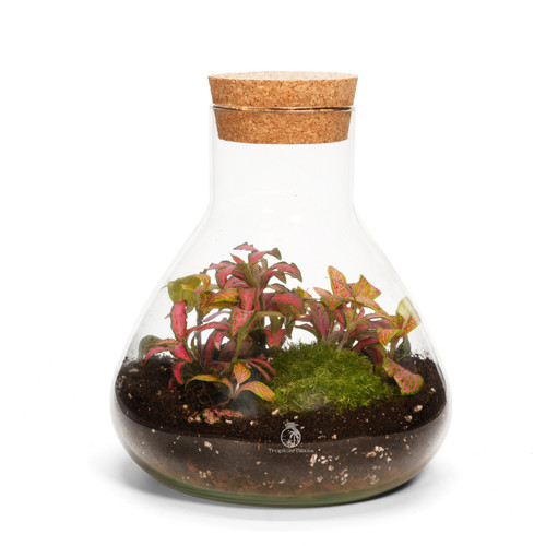 Terrarium kit diy 18cm mini - terrarium,