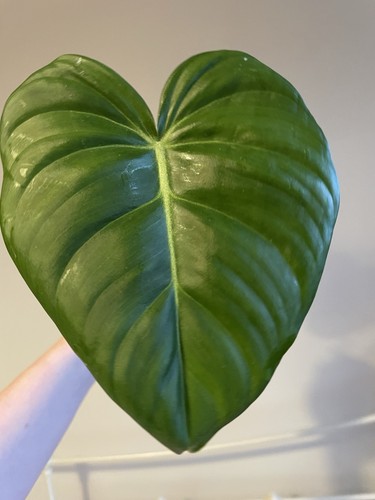 Philodendron pastazanum rooted