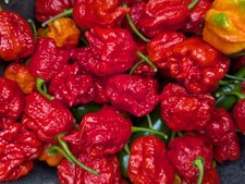 10 FRESH PICKED Homegrown