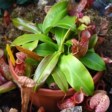 Nepenthes Alata Carnivorous