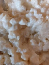  Milk Kefir Grains probiotic