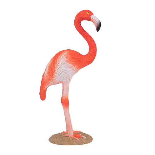 American flamingo bird wild - american,