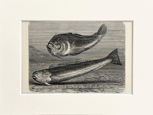 Weaver stargazer fish print - stargazer,