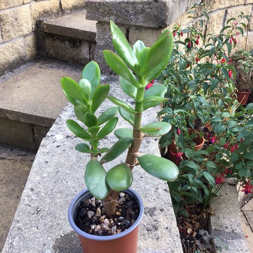 Large jade plant crassula - large, plant.