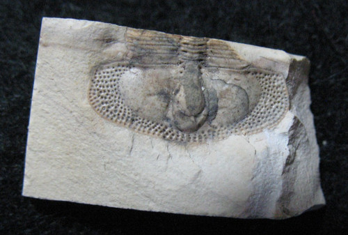 Ordovician trilobite fossil