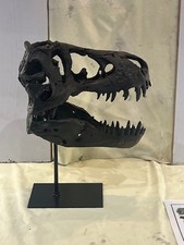 Replica Juvenile, not baby, Tyrannosaurus Rex Dinosaur Skull on a Stand