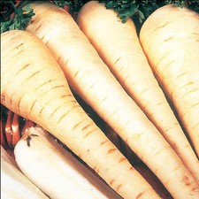 PARSNIP WHITE GEM - 5 GRAMS