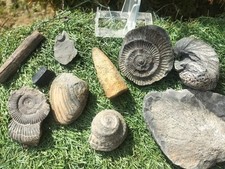 children's fossil set Ammonites Yorkshire , Whitby UK dinosaur Jurassic fossils 