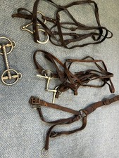 Shetland Pony Welsh a English