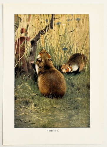 Hamster 1916 antique print - hamster,