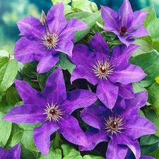 1 X  The President Clematis