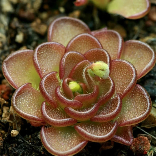 Pre sale pinguicula reticulata - pre-sale,