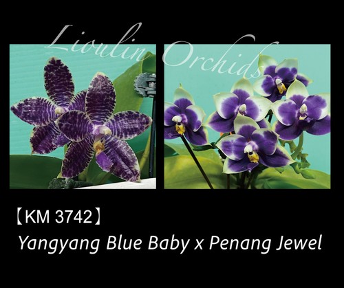 Phalaenopsis yangyang blue - yangyang,