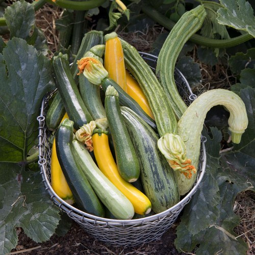 Courgette plants 9cm pots - in,