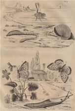 Lugworm.Argonaut (paper nautilus).Fritillary butterfly.Arion roundback slug 1834