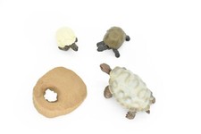 Tortoise Life Cycle Figures