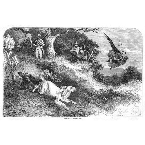 Hunting pheasant shooting - pheasant,