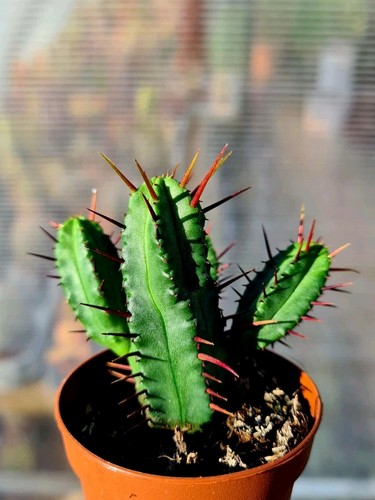 Euphorbia enopla succulent - enopla,