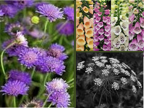 Wildflower mix seeds - wildflower,