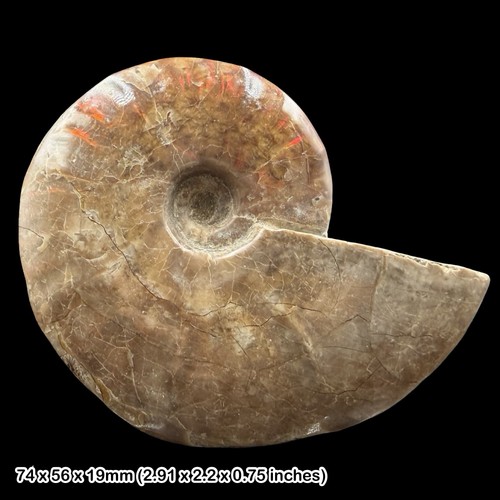 Polished ammonite fossil - ammonite,