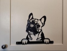 French Bulldog / Boston