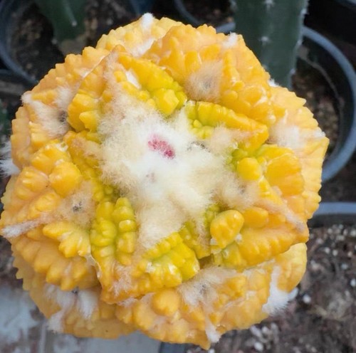 Live house plant ariocarpus - house,