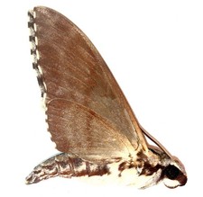 LEPIDOPTERA, SPHINGIDAE