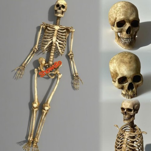 Scale human beings - 1/6,