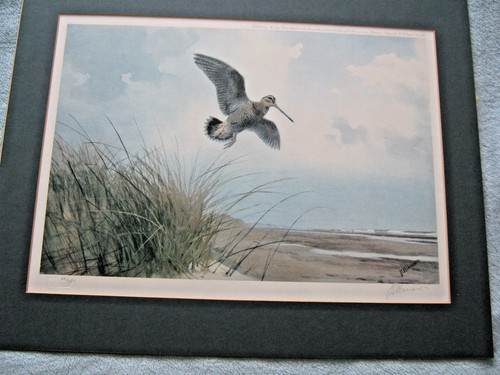 Limited edition woodcock - limited,