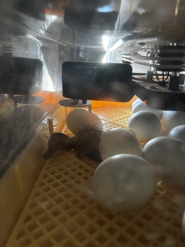 Rouen duck eggs 2 - rouen, 6