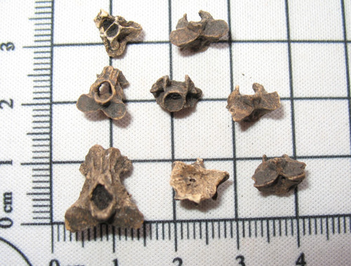 Pleistocene siren salamander - pleistocene,