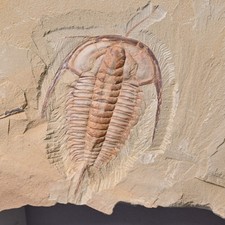 Chengjiang Eoredlichia