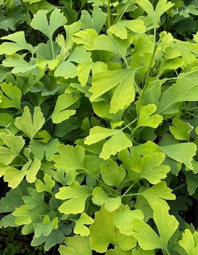 Ginkgo biloba maidenhair - ginkgo,
