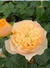 Rose vuvuzela gold pot - gold,, 4l