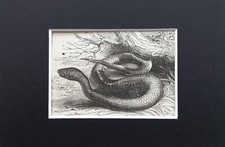Asp Venomous Snake Print - c.1880s Mini Mounted Antique B&W Engraving (59)