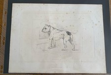 1820 London Virtue & Co Limited Print Of A Study Of An Old English Bull Terrier