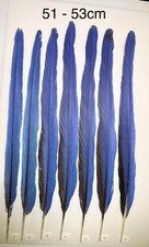 Parrot Macaw Feather Crafts