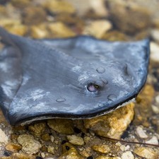 SAFARI LTD STING RAY Set of 5