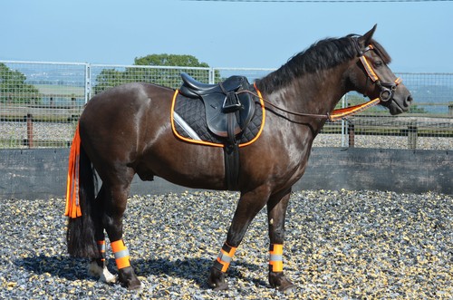 Viz orange legpad wraps - hi,