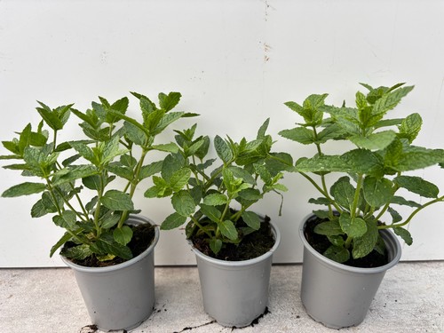 Moroccan mint plants 9cm - plants, 3