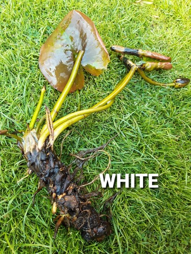 Pond lily white