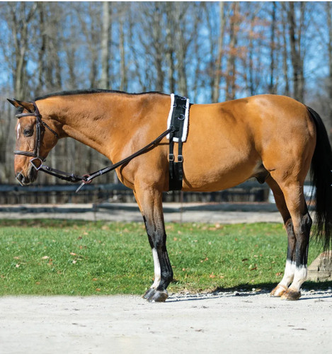 Horse training surcingle - training,