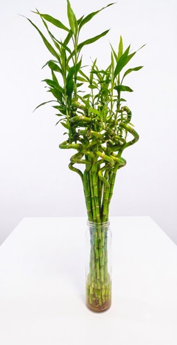 Lucky bamboo 50cm - bamboo, 10