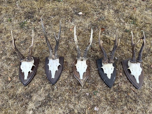 Nice roe deer - nice, deer/buck
