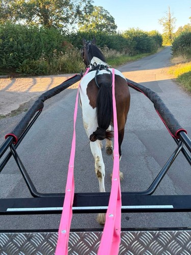 Biothane ladder reins - biothane,