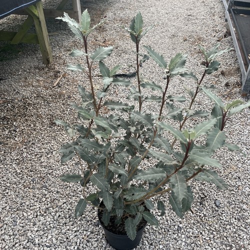 Olearia macrodonta 2ltr - olearia,