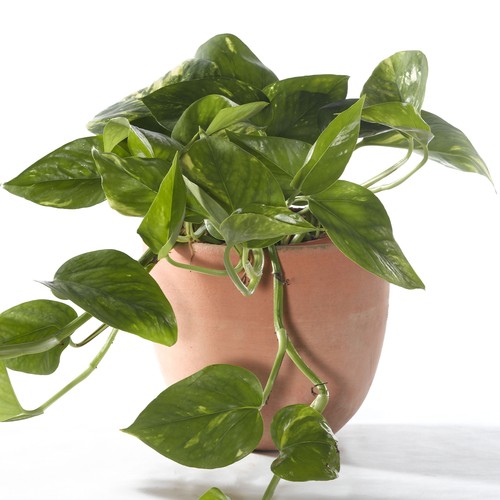 Epipremnum aureum devil s - -, devil's