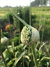 Poireau perpetuel - Perennial
