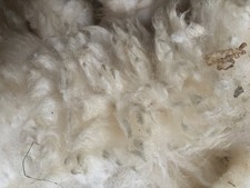 Raw Sheep’s Wool -Dorset x -  Fleece Crafts Spinning